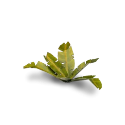 Gamers Grass: Laser Plants - Banana Tree
