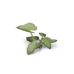 Gamers Grass: Laser Plants - Elephant Ear