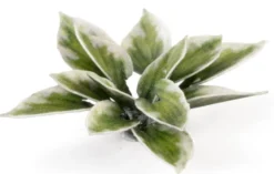 Gamers Grass: Laser Plants - Plantain Lily