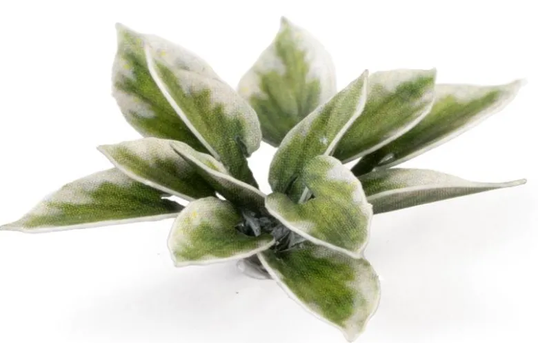 Gamers Grass: Laser Plants - Plantain Lily