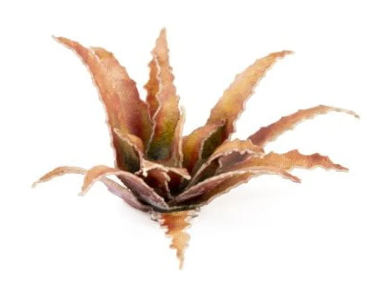 Gamers Grass: Laser Plants - Red Aloe